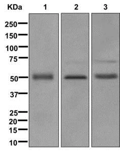 Western blot - Anti-BPI antibody [EPR12350(B)] (AB175231)