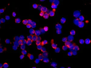 Immunocytochemistry/ Immunofluorescence - Anti-BPI antibody [EPR12350(B)] - BSA and Azide free (AB249881)