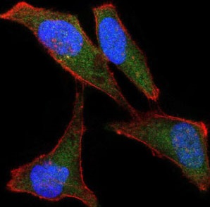 Immunocytochemistry/ Immunofluorescence - Anti-BPIFB1 antibody [2A5] (AB219098)