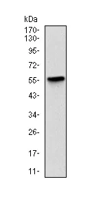 Western blot - Anti-BPIFB1 antibody [2A5] (AB219098)