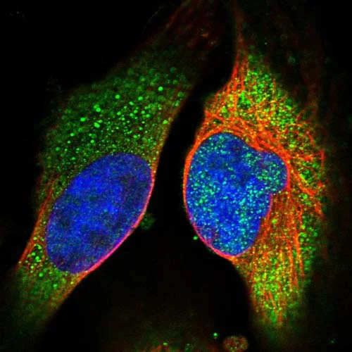 Immunocytochemistry/ Immunofluorescence - Anti-BPIFB1 antibody (AB121803)