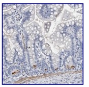 Immunohistochemistry (Formalin/PFA-fixed paraffin-embedded sections) - Anti-BPIFB1 antibody (AB121803)