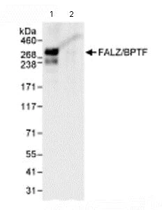 Immunoprecipitation - Anti-BPTF / FALZ antibody (AB72036)