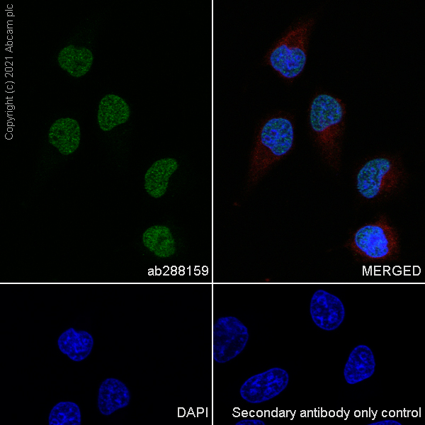 Immunocytochemistry/ Immunofluorescence - Anti-BPTF / FALZ antibody [EPR25422-35] (AB288159)