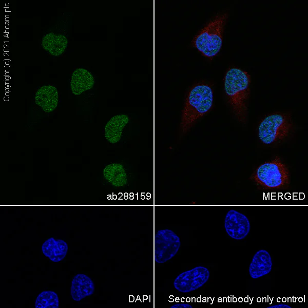 Immunocytochemistry/ Immunofluorescence - Anti-BPTF / FALZ antibody [EPR25422-35] - BSA and Azide free (AB288166)