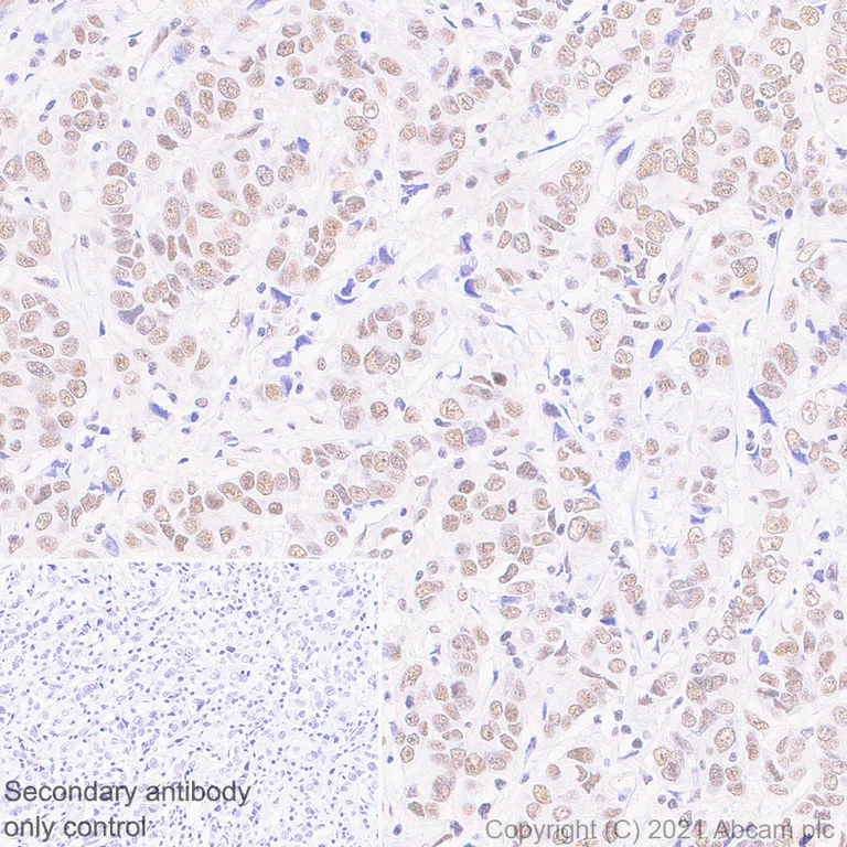 Immunohistochemistry (Formalin/PFA-fixed paraffin-embedded sections) - Anti-BPTF / FALZ antibody [EPR25422-35] - BSA and Azide free (AB288166)