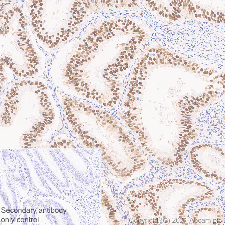 Immunohistochemistry (Formalin/PFA-fixed paraffin-embedded sections) - Anti-BPTF / FALZ antibody [EPR25422-35] - BSA and Azide free (AB288166)