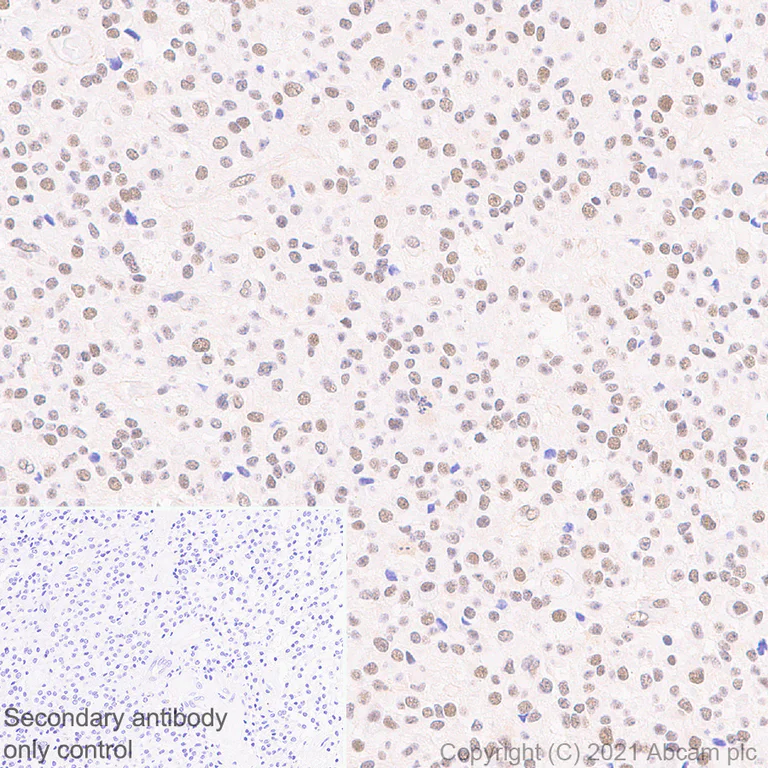 Immunohistochemistry (Formalin/PFA-fixed paraffin-embedded sections) - Anti-BPTF / FALZ antibody [EPR25422-35] - BSA and Azide free (AB288166)