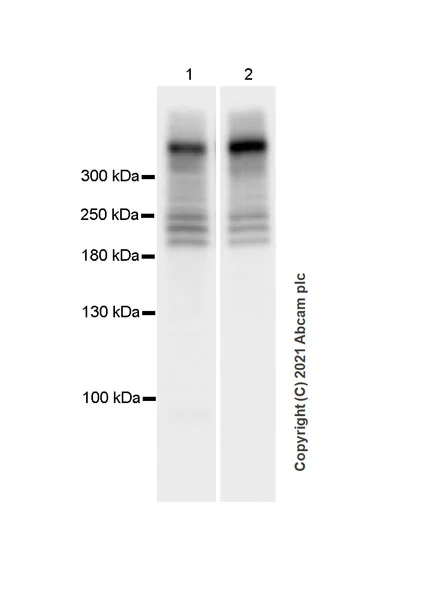 Western blot - Anti-BPTF / FALZ antibody [EPR25422-35] - BSA and Azide free (AB288166)