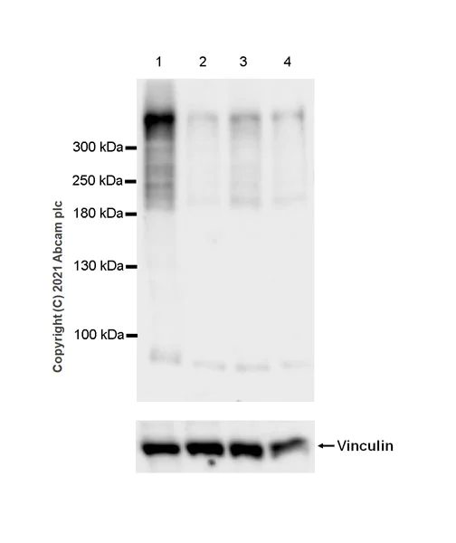 Western blot - Anti-BPTF / FALZ antibody [EPR25422-35] - BSA and Azide free (AB288166)