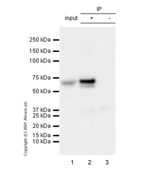 Immunoprecipitation - Anti-Brachyury / Bry antibody [54] (AB259260), expandable thumbnail