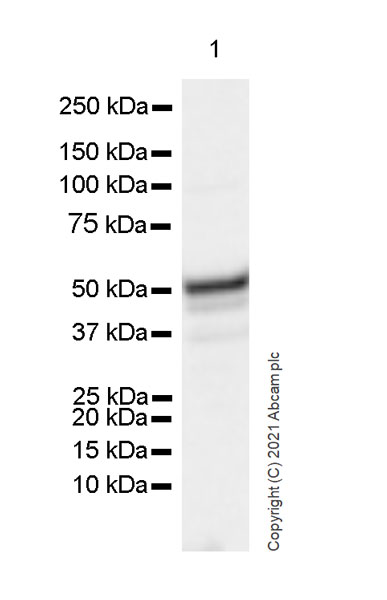 Western blot - Anti-Brachyury / Bry antibody [54] (AB259260), expandable thumbnail