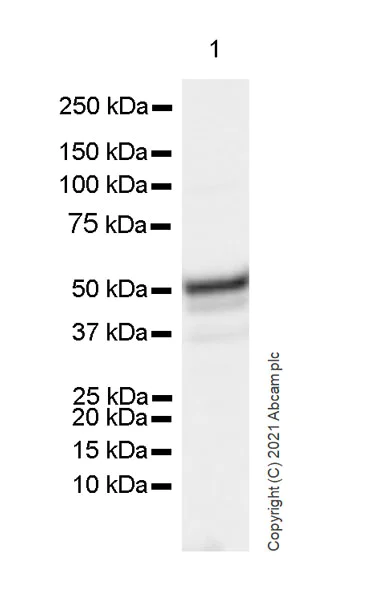 Western blot - Anti-Brachyury / Bry antibody [54] (AB259260)