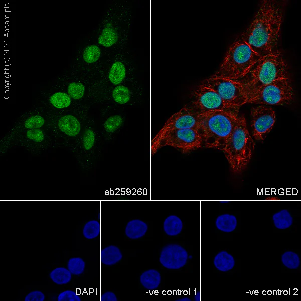 Immunocytochemistry/ Immunofluorescence - Anti-Brachyury / Bry antibody [54] - BSA and Azide free (AB259261)