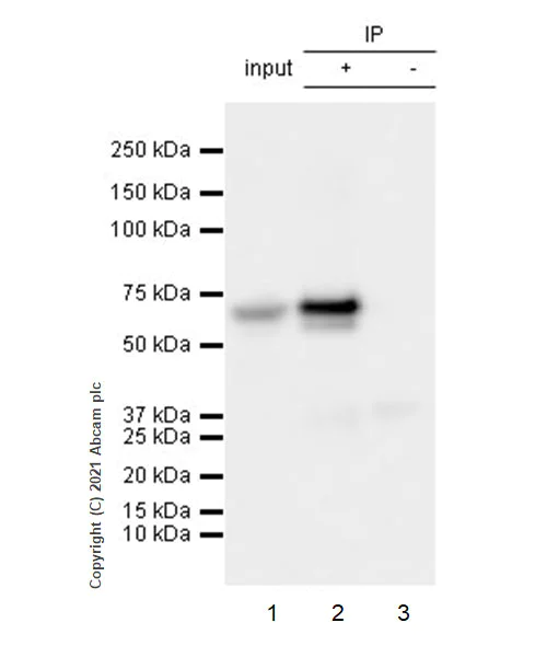 Immunoprecipitation - Anti-Brachyury / Bry antibody [54] - BSA and Azide free (AB259261)