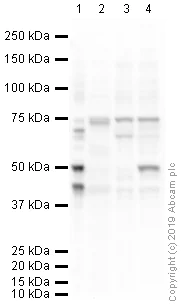 Western blot - Anti-Brachyury / Bry antibody (AB20680)