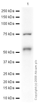 Western blot - Anti-Brachyury / Bry antibody (AB20680)