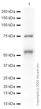 Western blot - Anti-Brachyury / Bry antibody (AB20680)