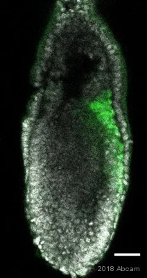 IHC - Wholemount - Anti-Brachyury / Bry antibody [EPR18113] (AB209665)