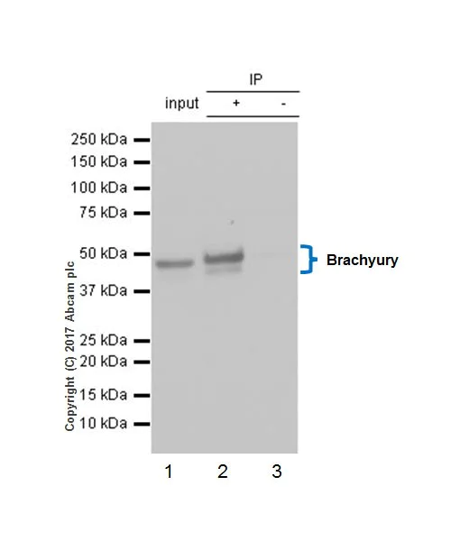 Immunoprecipitation - Anti-Brachyury / Bry antibody [EPR18113] (AB209665)