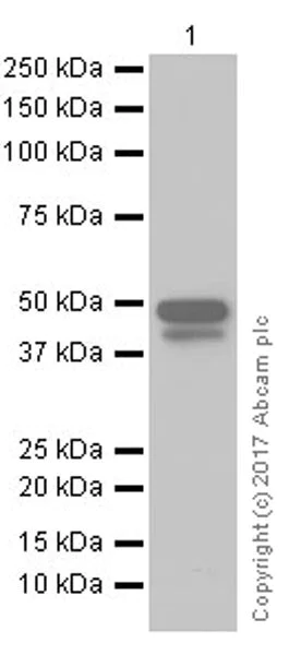 Western blot - Anti-Brachyury / Bry antibody [EPR18113] (AB209665)