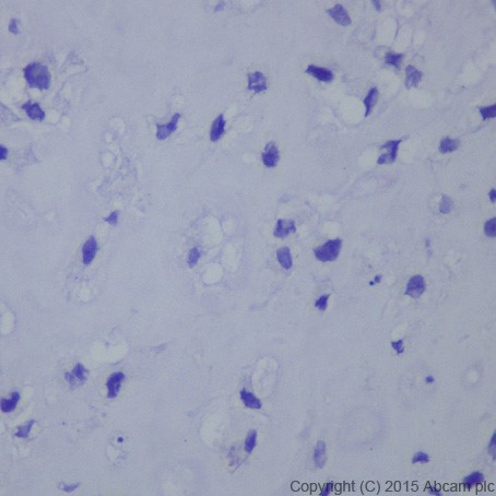 Immunohistochemistry (Formalin/PFA-fixed paraffin-embedded sections) - Anti-Brachyury / Bry antibody [EPR18113] - BSA and Azide free (AB236023)