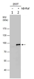 Western blot - Anti-BRAF antibody (AB137367)