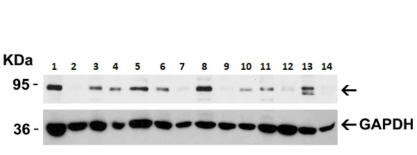 Western blot - Anti-BRAF antibody (AB254565)