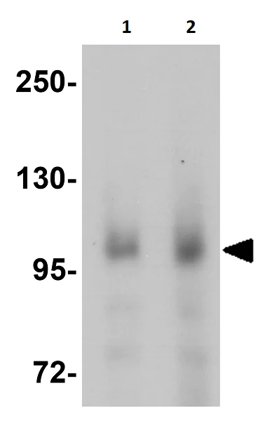 Western blot - Anti-BRAF antibody (AB254565)