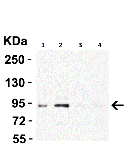 Western blot - Anti-BRAF antibody (AB254565), expandable thumbnail