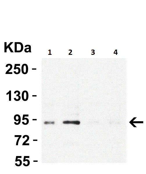 Western blot - Anti-BRAF antibody (AB254565)