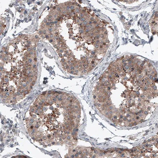 Immunohistochemistry (Formalin/PFA-fixed paraffin-embedded sections) - Anti-BRAF antibody [CL4004] (AB220032)
