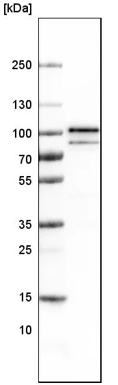 Western blot - Anti-BRAF antibody [CL4004] (AB220032)