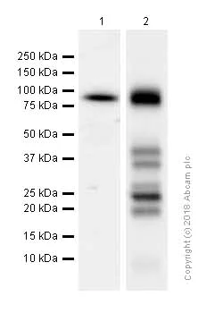 Western blot - Anti-BRAF antibody [EP152Y] (AB33899)