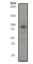 Western blot - Anti-BRAF antibody [EP152Y] (AB33899)