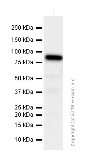 Western blot - Anti-BRAF antibody [EP152Y] (AB33899)