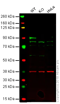 Western blot - Anti-BRAF antibody [EP152Y] (AB33899)