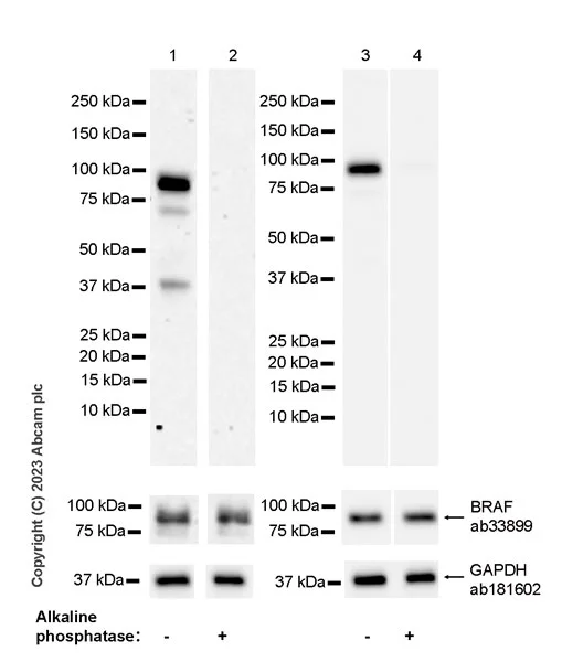 Western blot - Anti-BRAF antibody [EP152Y] (AB33899)