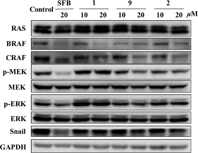 Western blot - Anti-BRAF antibody [EP152Y] (AB33899)
