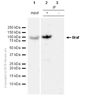 Immunoprecipitation - Anti-BRAF antibody [EP152Y] - BSA and Azide free (AB189351), expandable thumbnail