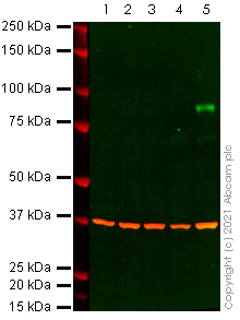 Western blot - Anti-BRAF (mutated V600E) antibody [VE1] (AB228461)