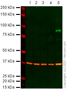 Western blot - Anti-BRAF (mutated V600E) antibody [VE1] - BSA and Azide free (AB324341), expandable thumbnail