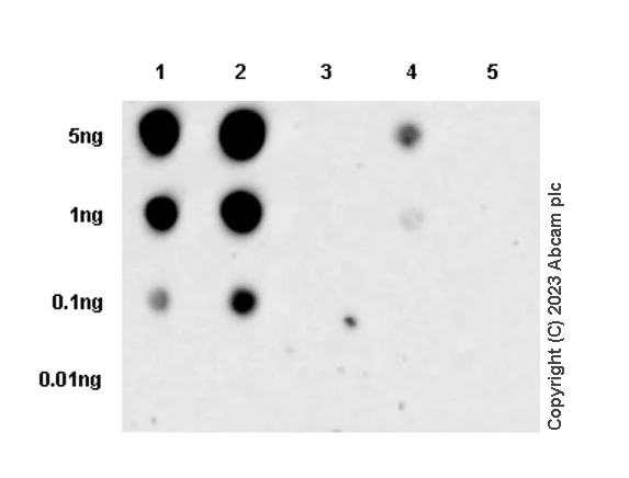 Dot Blot - Anti-BRAF (phospho S446) antibody [EPR28069-63] (AB313793)