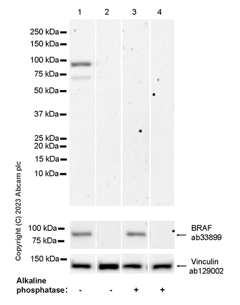 Western blot - Anti-BRAF (phospho S446) antibody [EPR28069-63] - BSA and Azide free (AB313794)