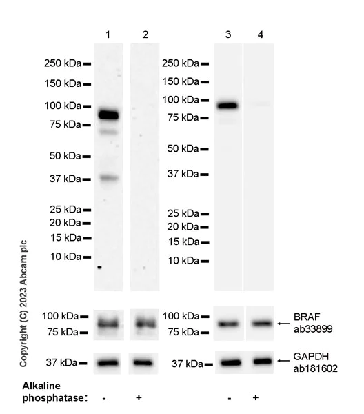Western blot - Anti-BRAF (phospho S446) antibody [EPR28069-63] - BSA and Azide free (AB313794)
