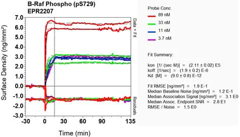 OI-RD Scanning - Anti-BRAF (phospho S729) antibody [EPR2207] - BSA and Azide free (AB248008)