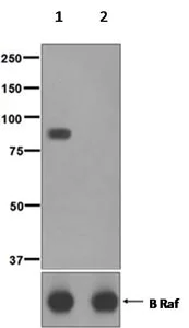 Western blot - Anti-BRAF (phospho S729) antibody [EPR2207] - BSA and Azide free (AB248008)