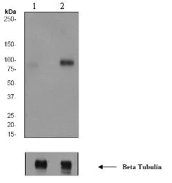 Western blot - Anti-BRAF (phospho T401) antibody [EPR2208Y] - BSA and Azide free (AB247377)