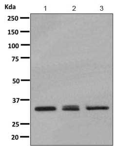 Western blot - Anti-BRAF35 antibody [EPR9915] - BSA and Azide free (AB249428), expandable thumbnail