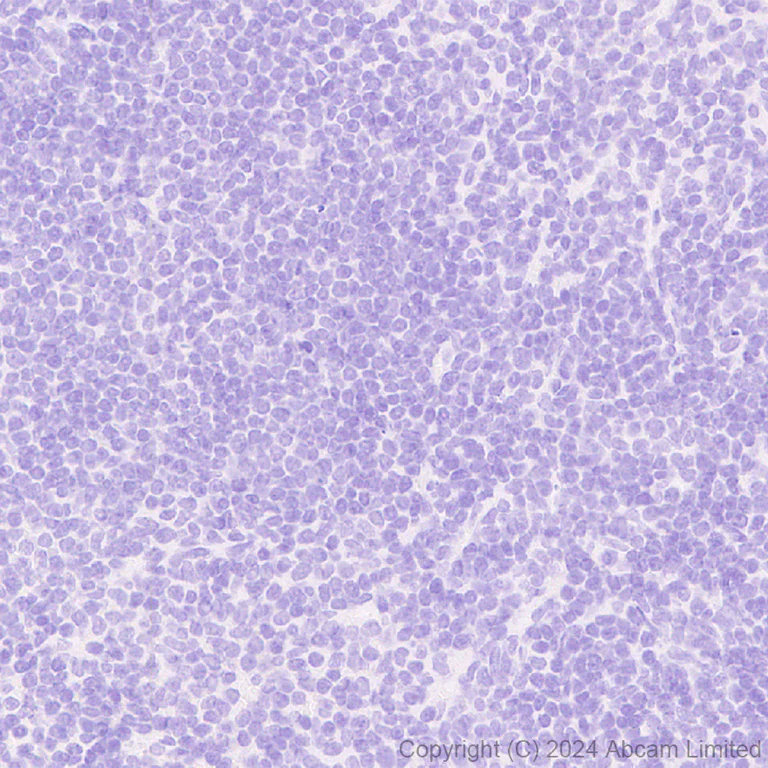 Immunohistochemistry (Formalin/PFA-fixed paraffin-embedded sections) - Anti-Brain-derived Tau antibody [EPR29150-21] - BSA and Azide free (AB322060)